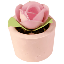 Garden Party Mallow